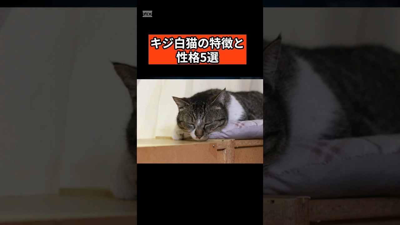キジ白の性格5選　#猫好き