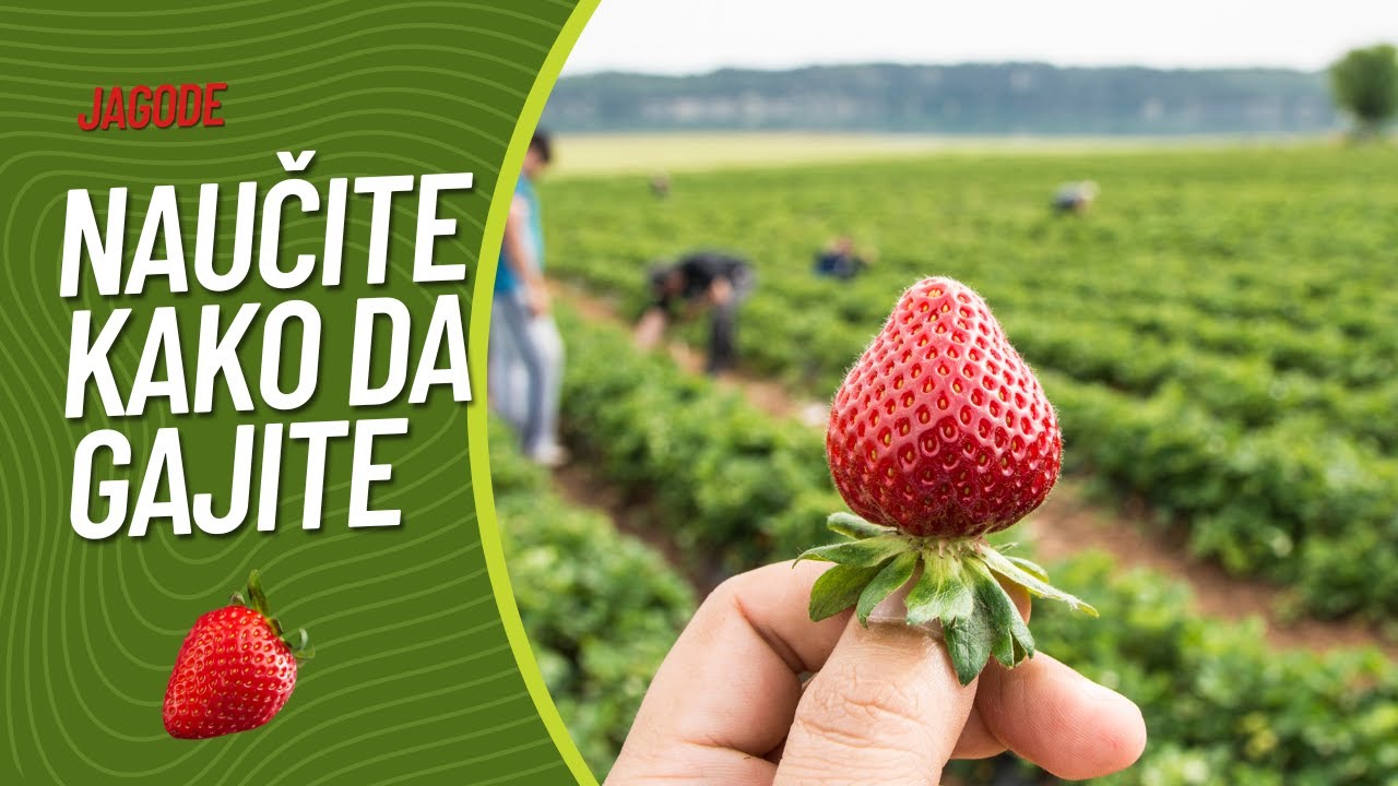 Naučite Kako da Gajite Jagode | Agromedia Savet