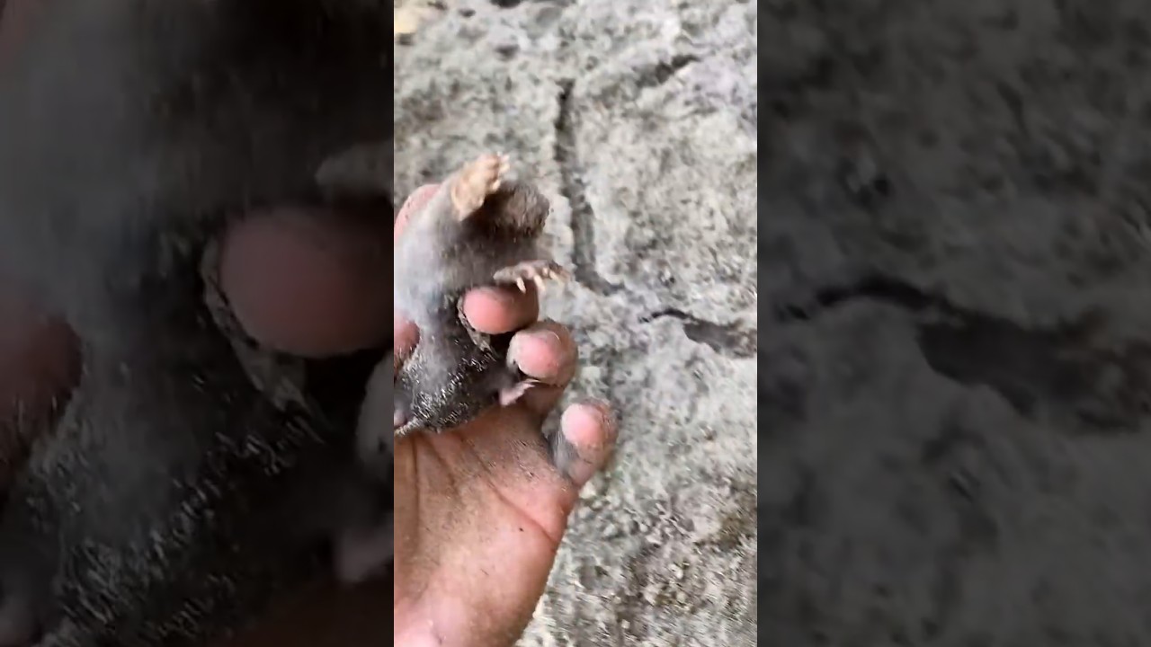 Wildlife Transformation!! #animals #animallife #shorts