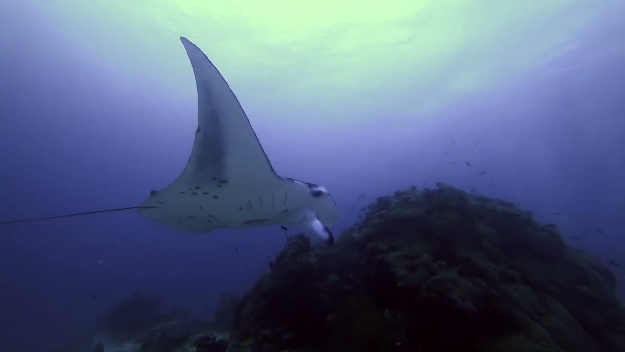 Diving with Whale Shark and Manta Ray, Dhigurah Island Maldives