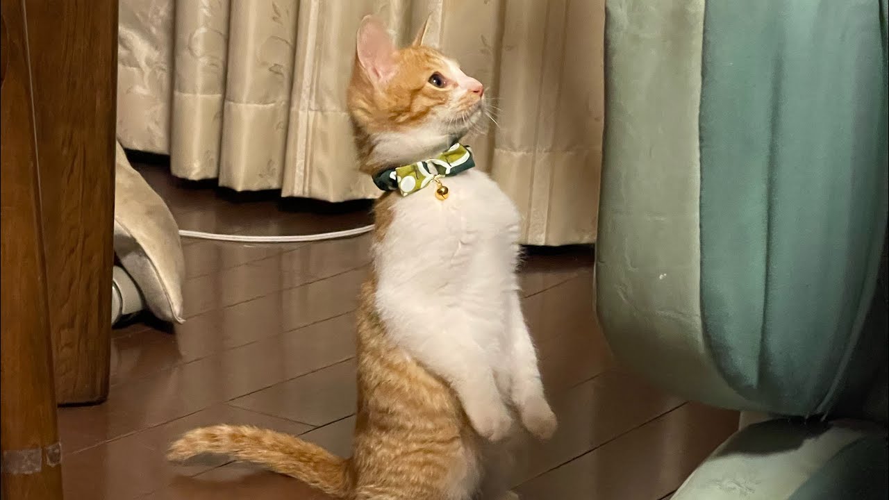 保護猫をお迎えしたらこうなりました……