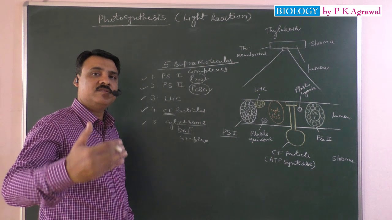 Photosynthesis and light reaction first part