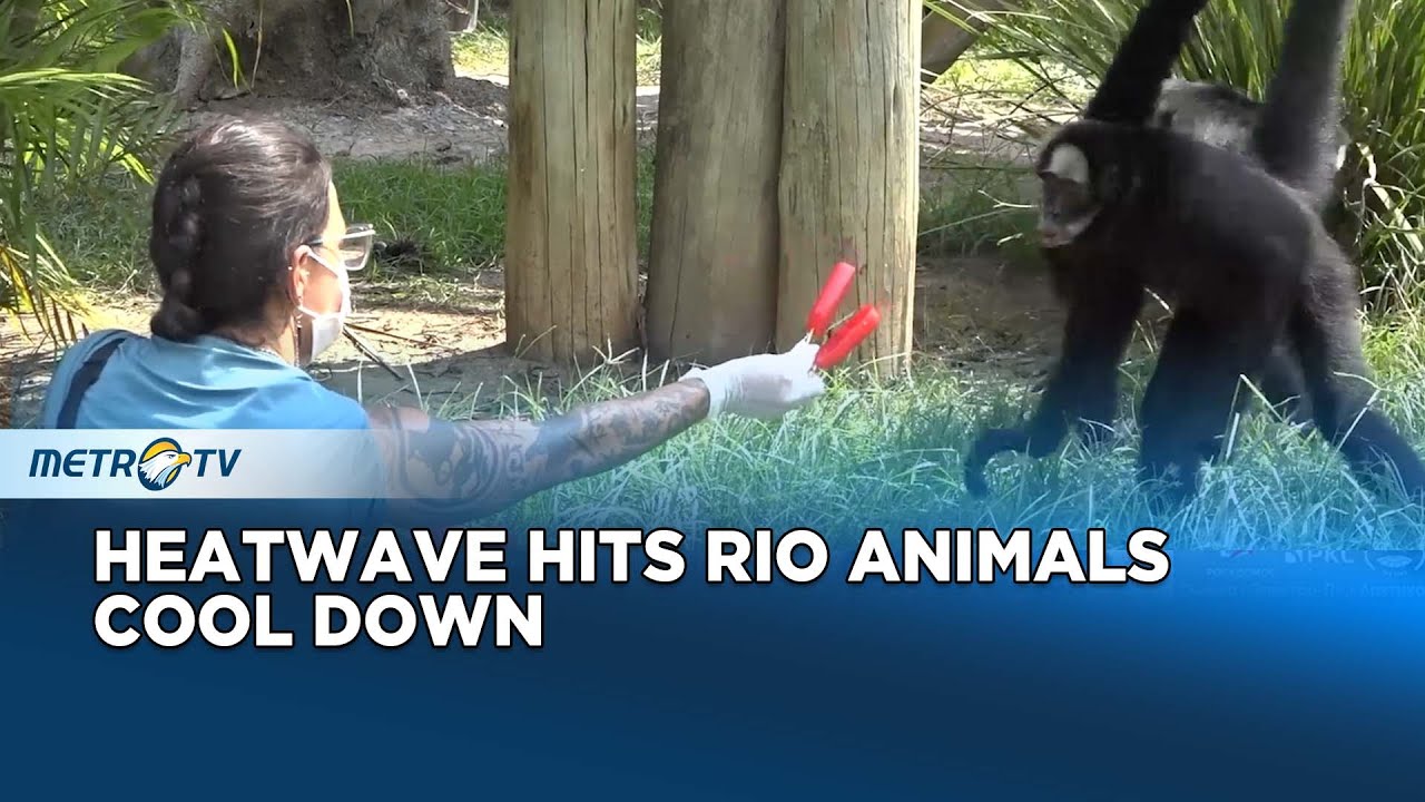 Animals Cool Off With Frozen Treats Amid Brazil’s Heatwave