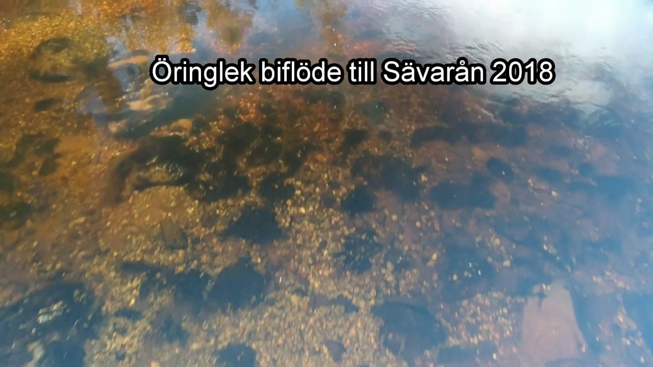 Öringlek i biflöden till Sävarån 2018