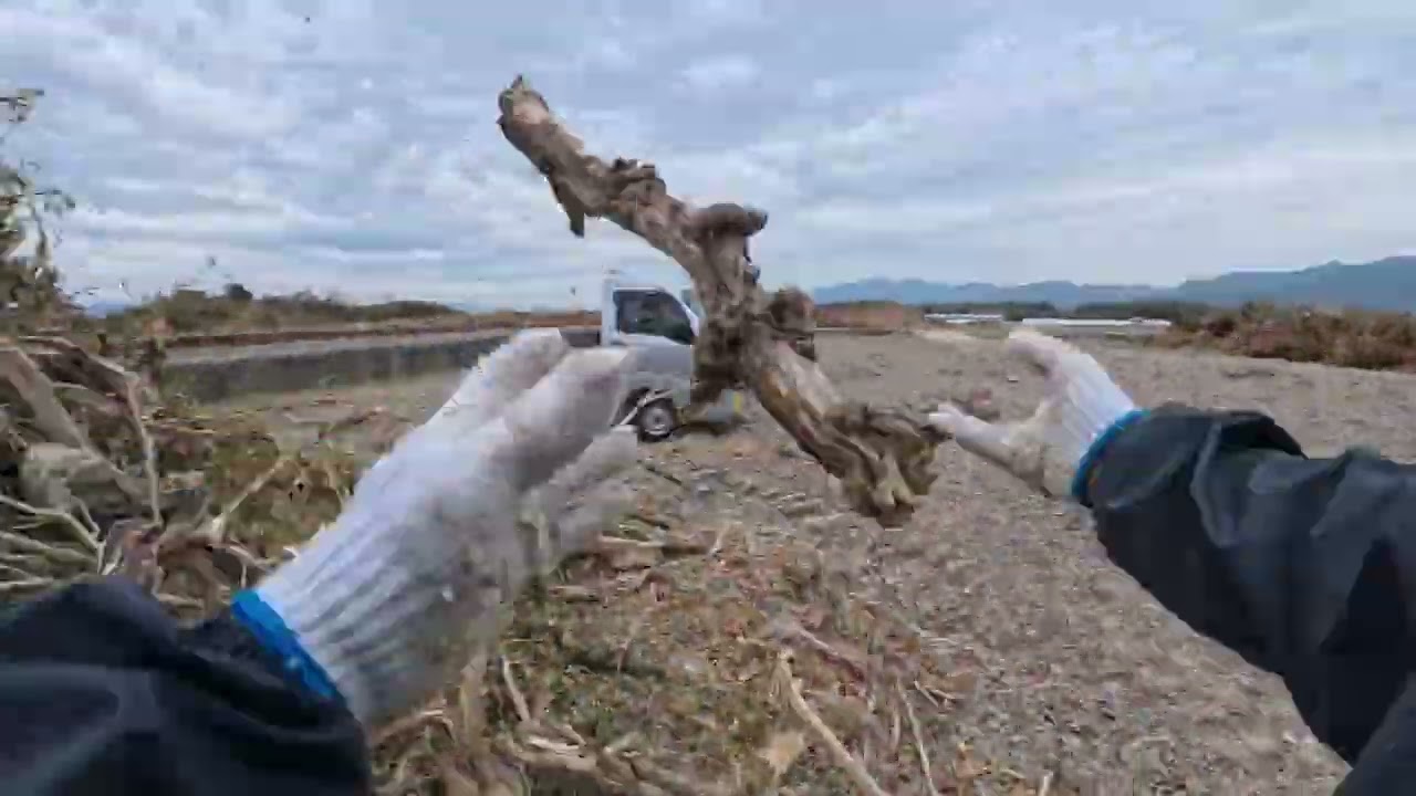 スダチの木を薪に変える作業#薪ストーブ #薪