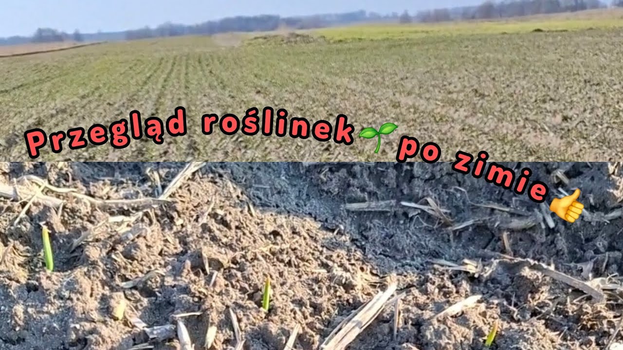 Jak rośliny przetrwały zimę🥶 i mrozy🤔? Niedzielne obejście pól😎👍 patrzymy na pszenicę🌱 i czosnek🧄