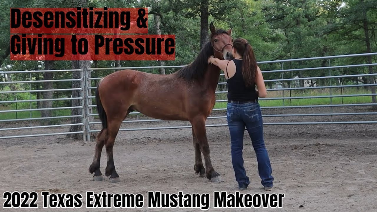 Десенсибилизация и податливость давлению | Преображение Texas Extreme Mustang 2022