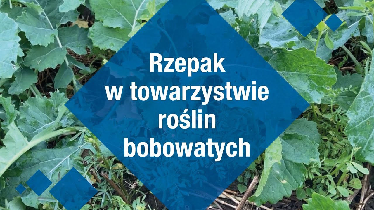 Rzepak w towarzystwie bobowatych (companion cropping)