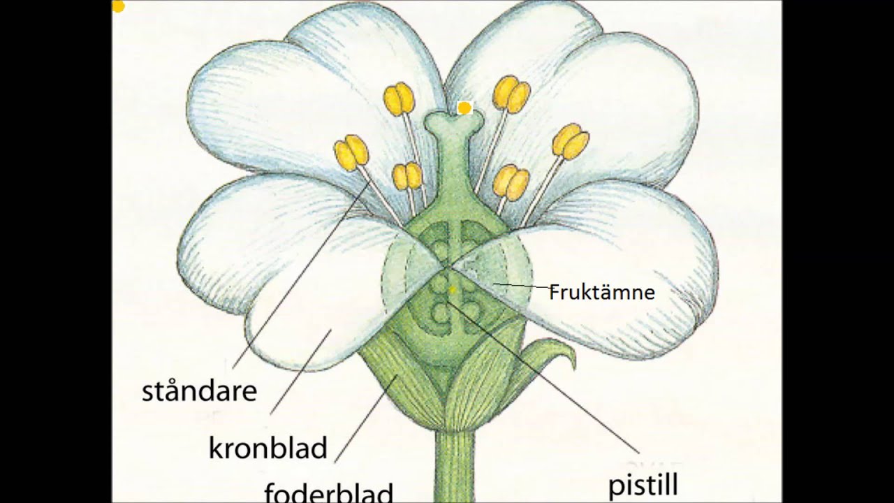 Pollinering