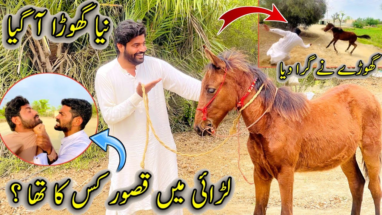 Larai Main Qasoor Kis Ka Tha 😱 Alhamdulillah New Horse 🐎 Ghory Na Gira Dia 😜 Awais Lashari Vlogs 