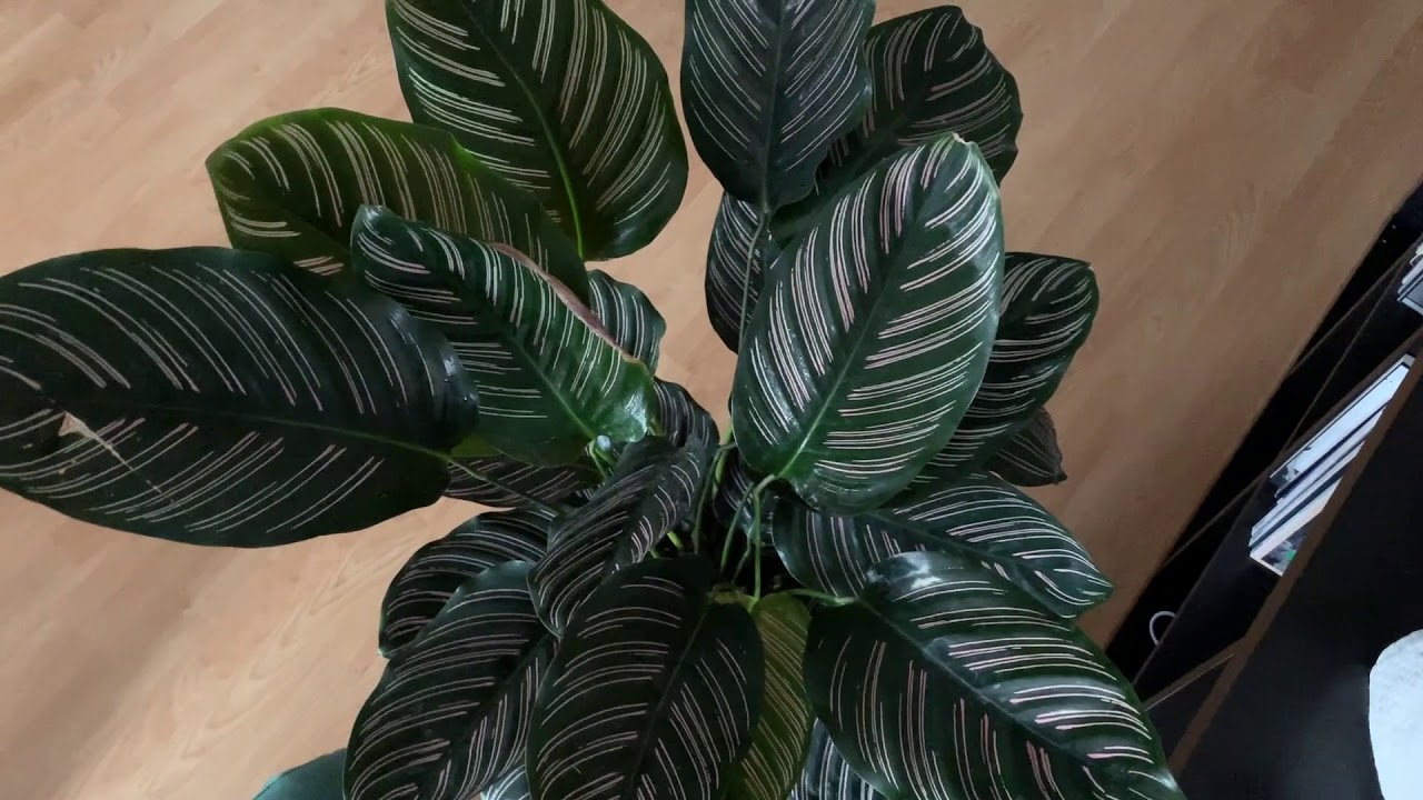 Cuidados de las Calateas | Os enseño mi Calathea Ornata | Infojardineria