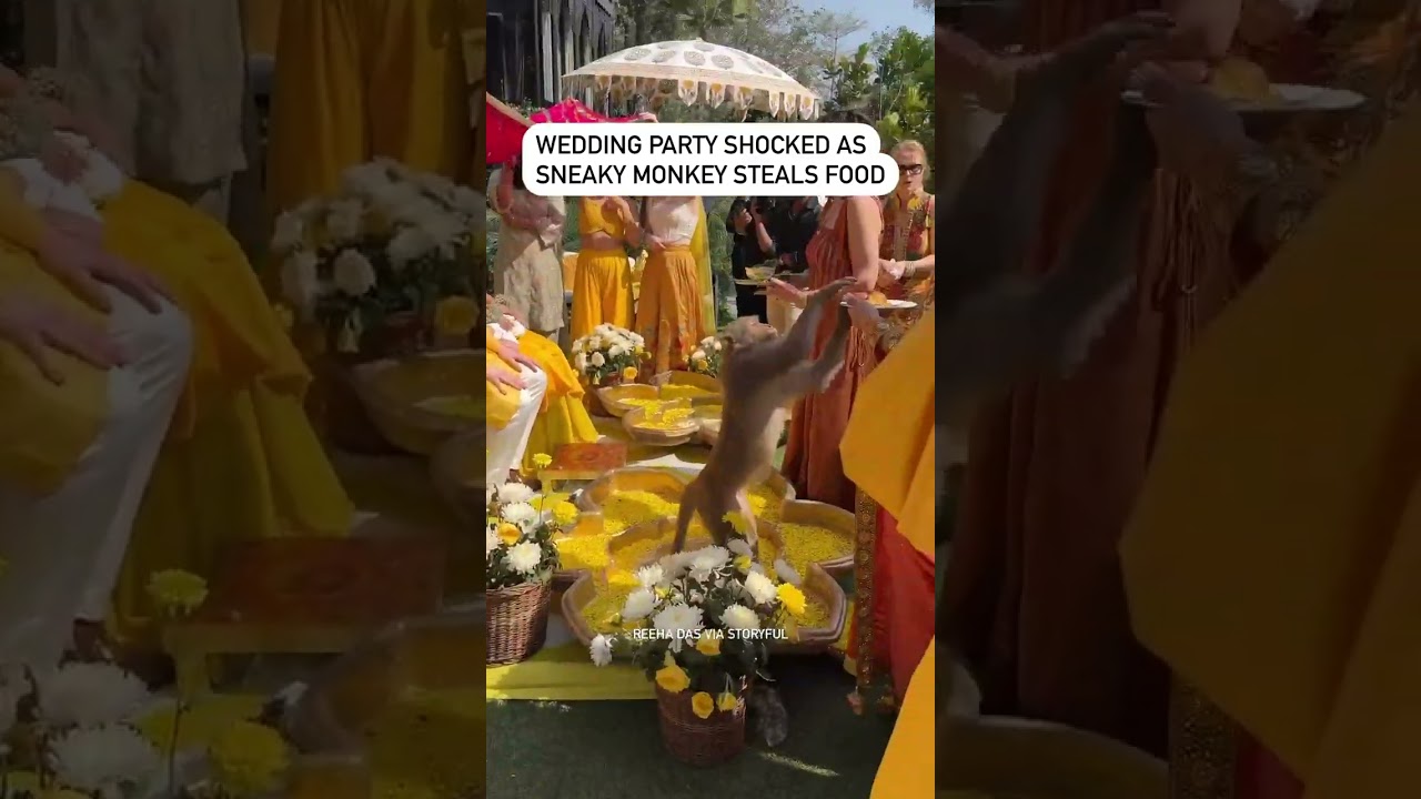 Wedding party shocked as sneaky monkey steals food