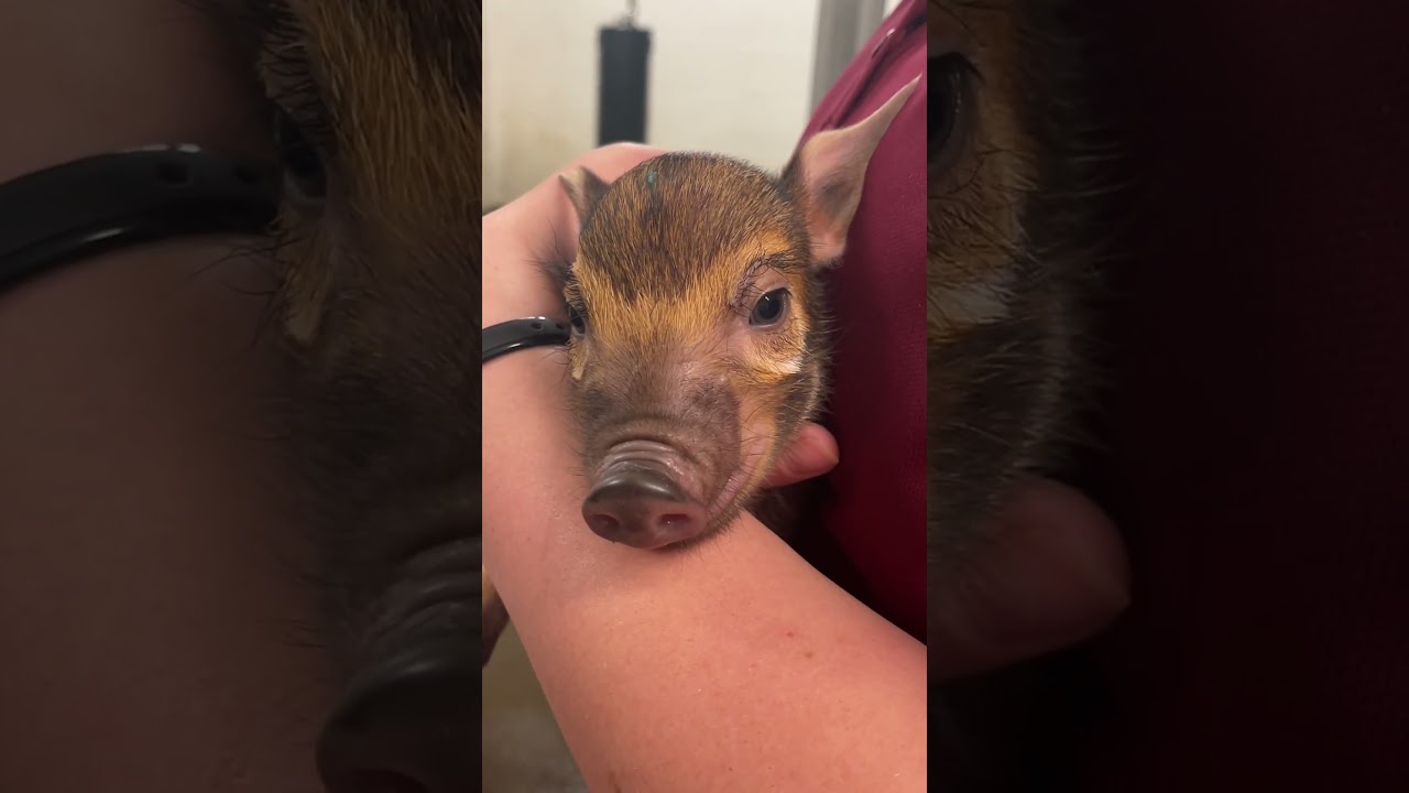 A weigh-in with the red river hog piglets