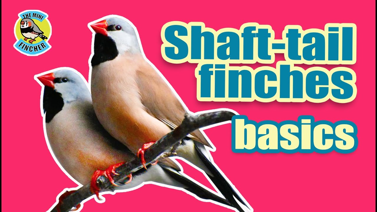 Ep.26:  Basic info on Shaft-tail finches (with English subs)