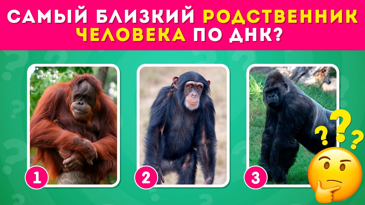 Тест в мире животных / 35 вопросов о животных / EMOJI COOL 😎