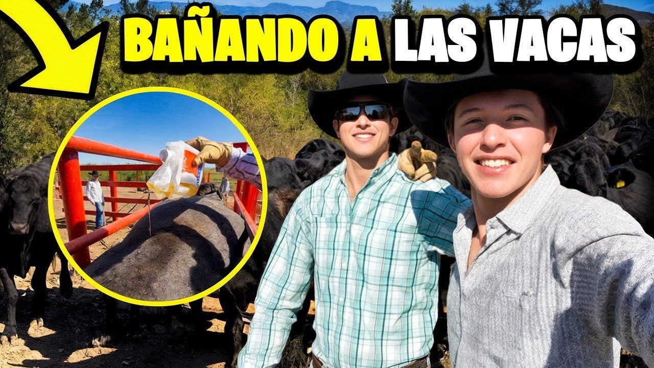 Como BA&Ntilde;AMOS el GANADO en nuestro RANCHO ?