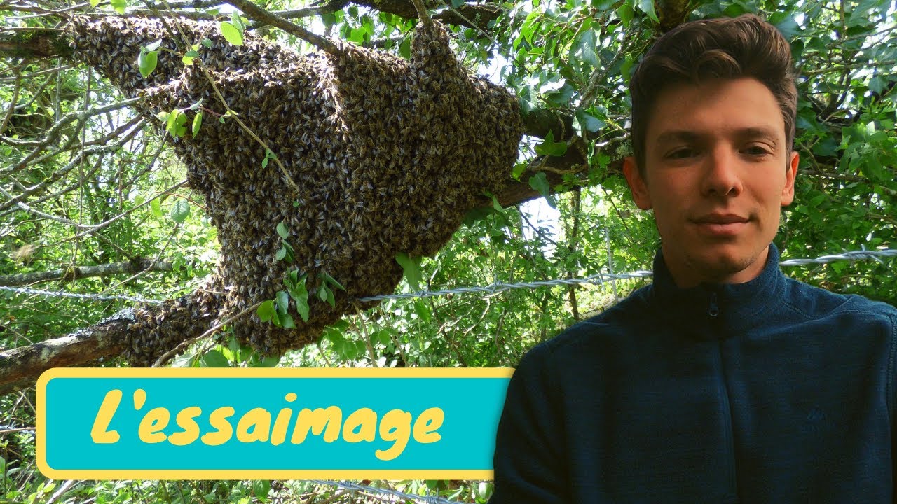 CAPTURE D'UN GROS ESSAIM D'ABEILLES - Décollage, atterrissage et méthode d'enruchement
