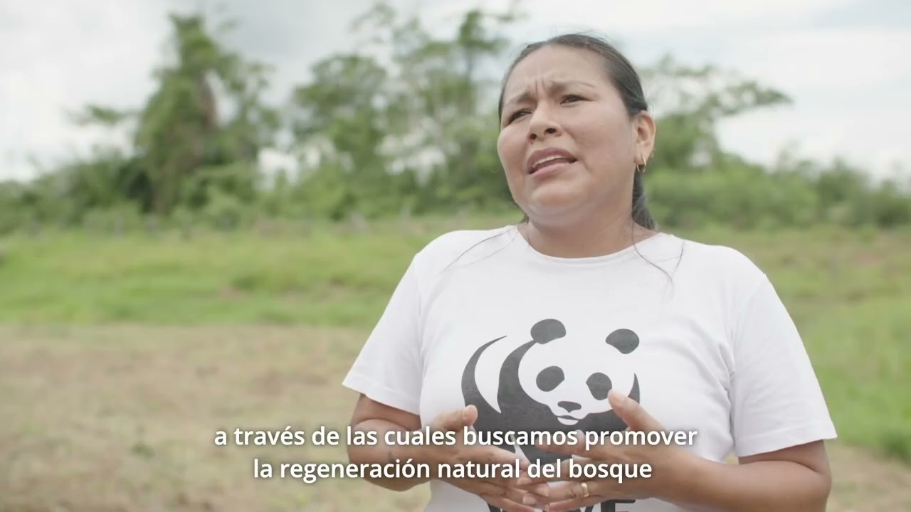 El Shihuahuaco, símbolo de la Amazonía