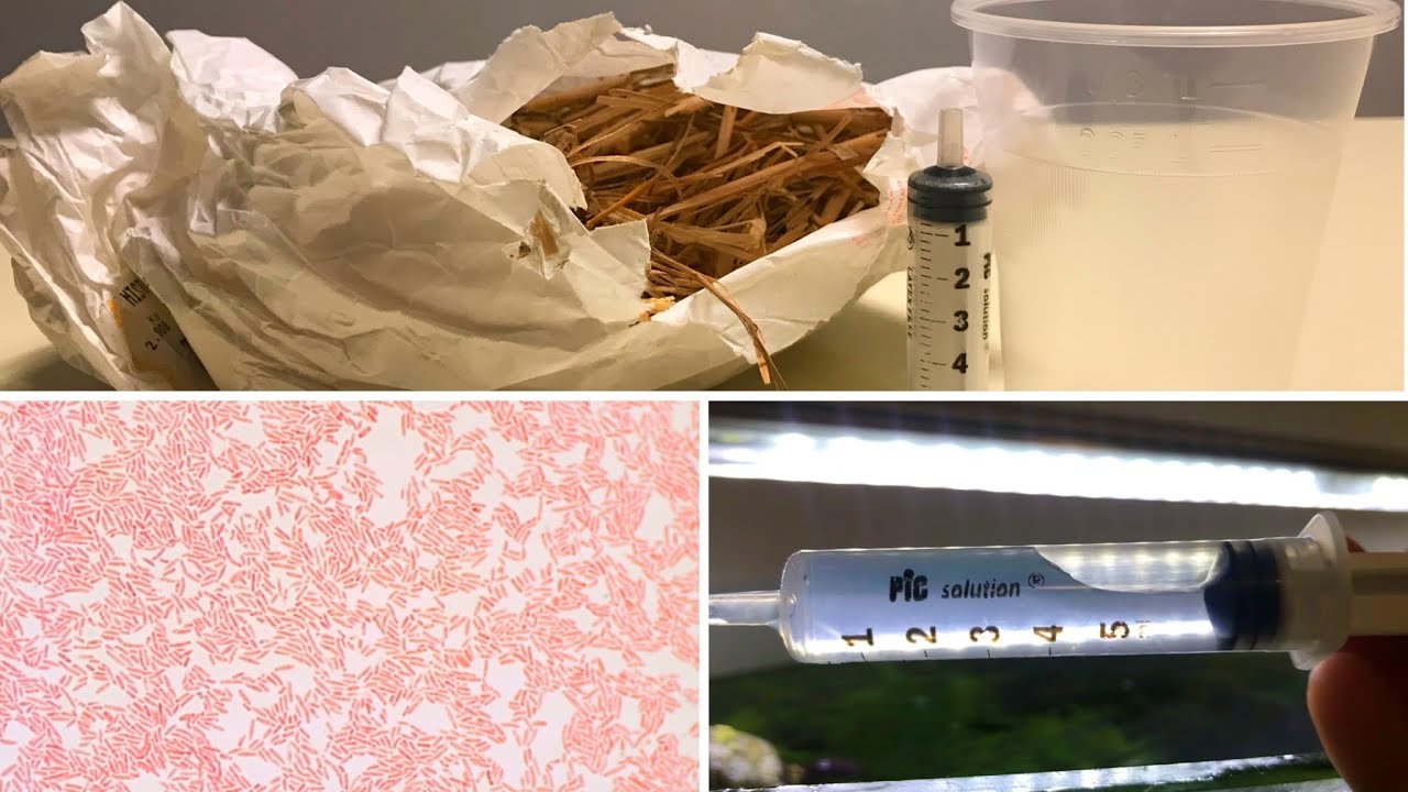 COME FARE INFUSORI E PARAMECI // COLONIA DI MICROORGANISMI