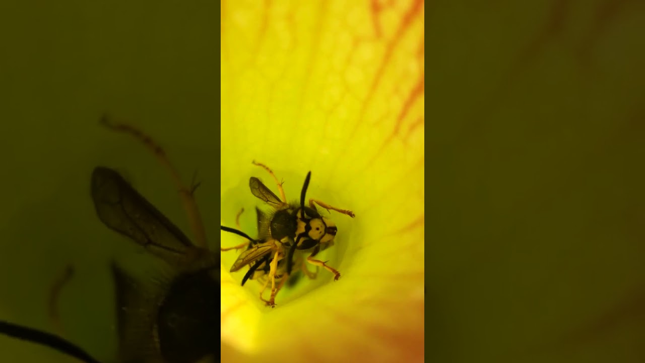 Fleischfressende Pflanze: Sarracenia Leucophylla mit Beute
