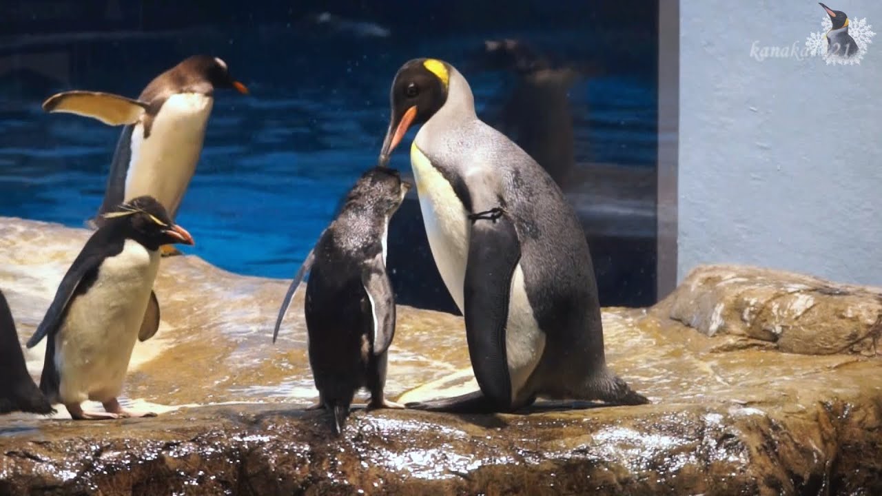 海響館 キングペンギンにお世話してもらうイワトビペンギンヒナ