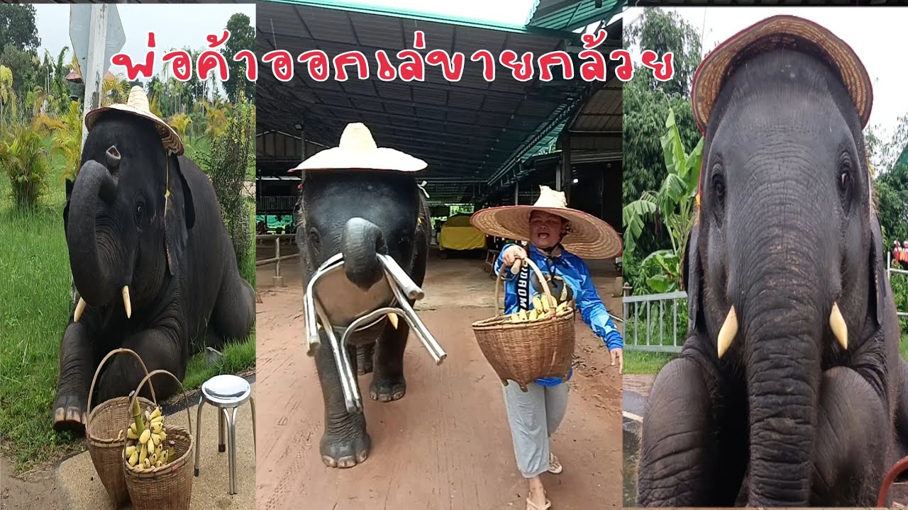พ่อค้า..ขายกล้วย.ไม่หมด...แอบขโมยเอาไปแม่..
