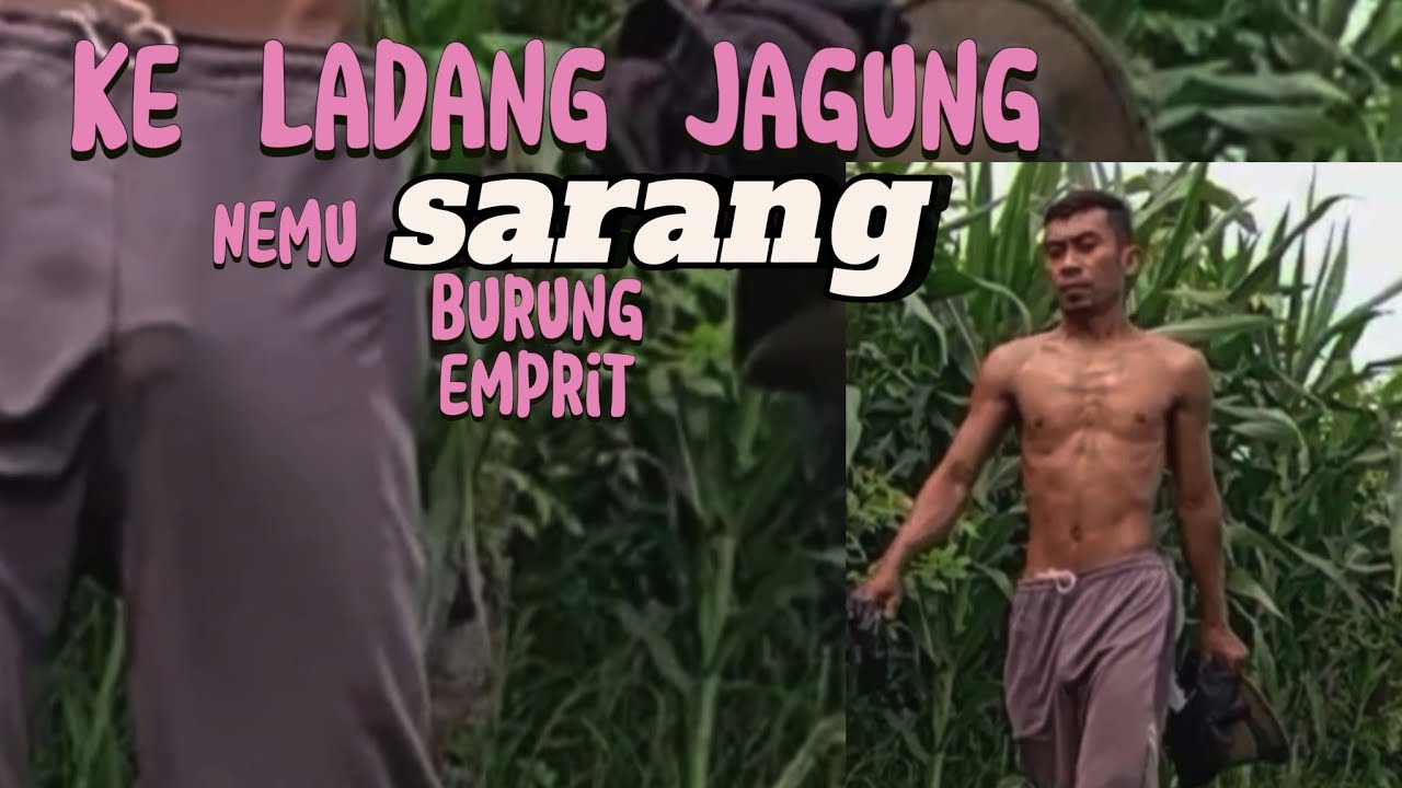Ke ladang jagung nemu sarang burung emprit di pohon mangga 