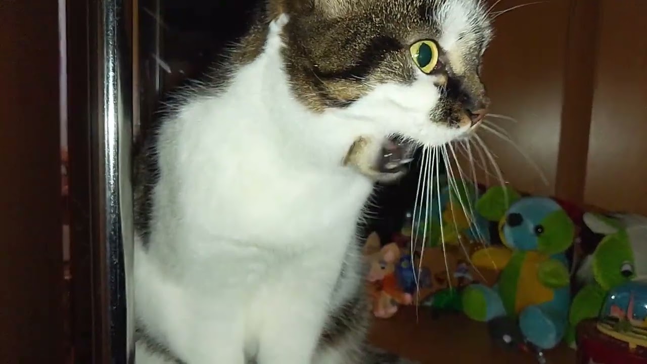 УТРО!!🌥️ КУДА МЫ ИДЕМ ... ? УМЫВАШКИ- ПОВАЛЯШКИ!!😻😽 КТО В СЕМЬЕ ПОСУДОМОЙКА?🤣🐾 А У ВАС ТАКИЕ ЕСТЬ? 