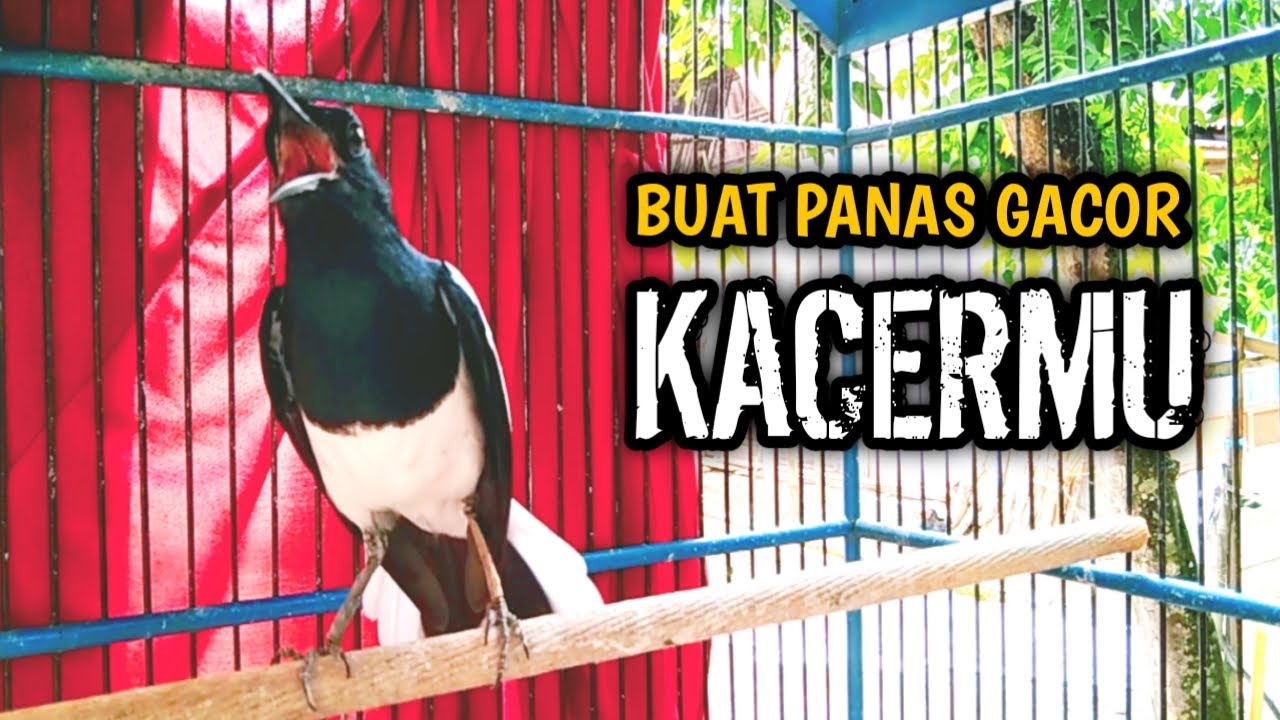 BUAT PANAS GACOR KACERMU AWAS NYAUT !! PANCINGAN KACER GACOR PASTI NYAUT AMPUH.