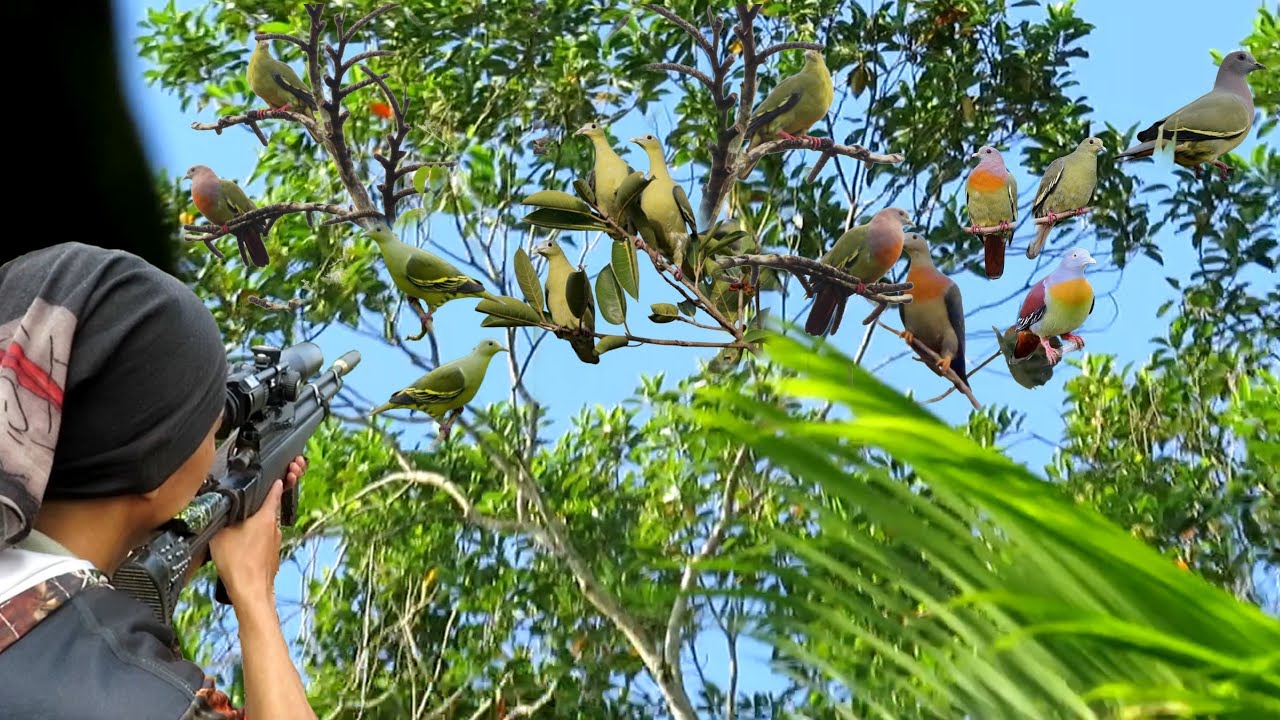 BERBURU GEROMBOLAN BURUNG PUNAI BUAT DI MASAK GURIH DI TENGAH HUTAN