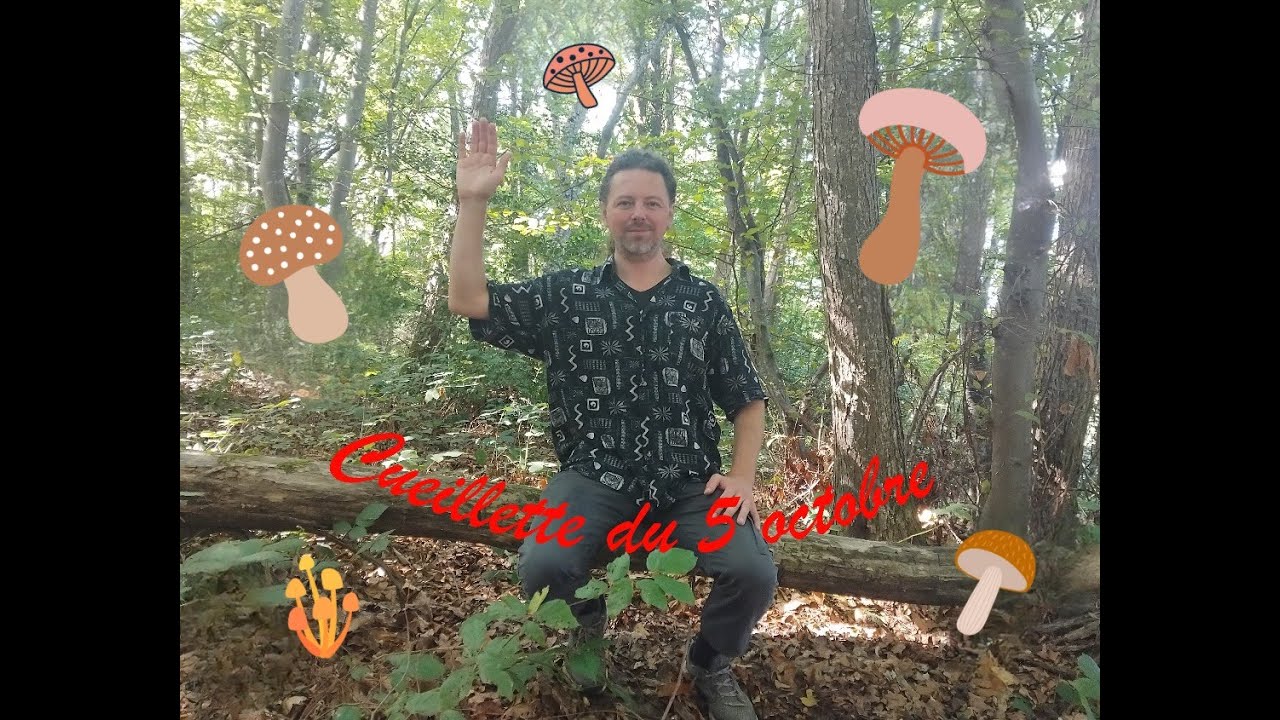 Cueillette de champignons ce 5 octobre
