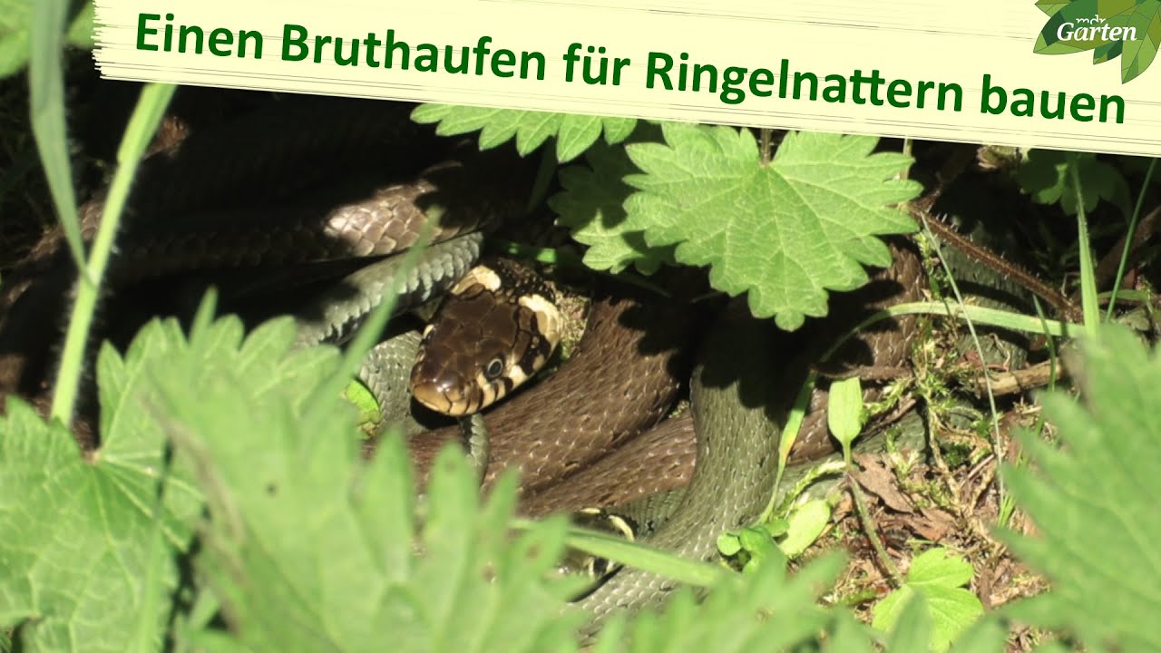 Ein Garten f&uuml;r Ringelnattern | MDR Garten | MDR