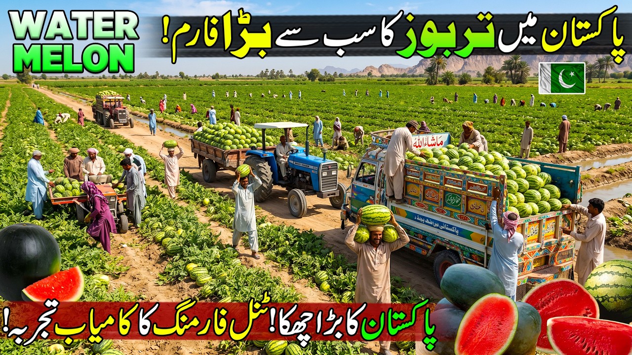 Biggest Watermelon Farming in Pakistan 🍉 ! Billion Dollars Industry of Pakistan | Discover Pakistan
