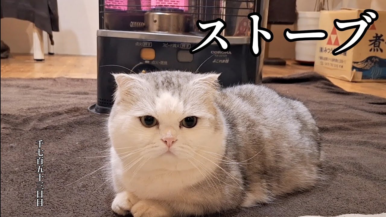 ストーブ　こねこ成長日記　千七百五十三日目