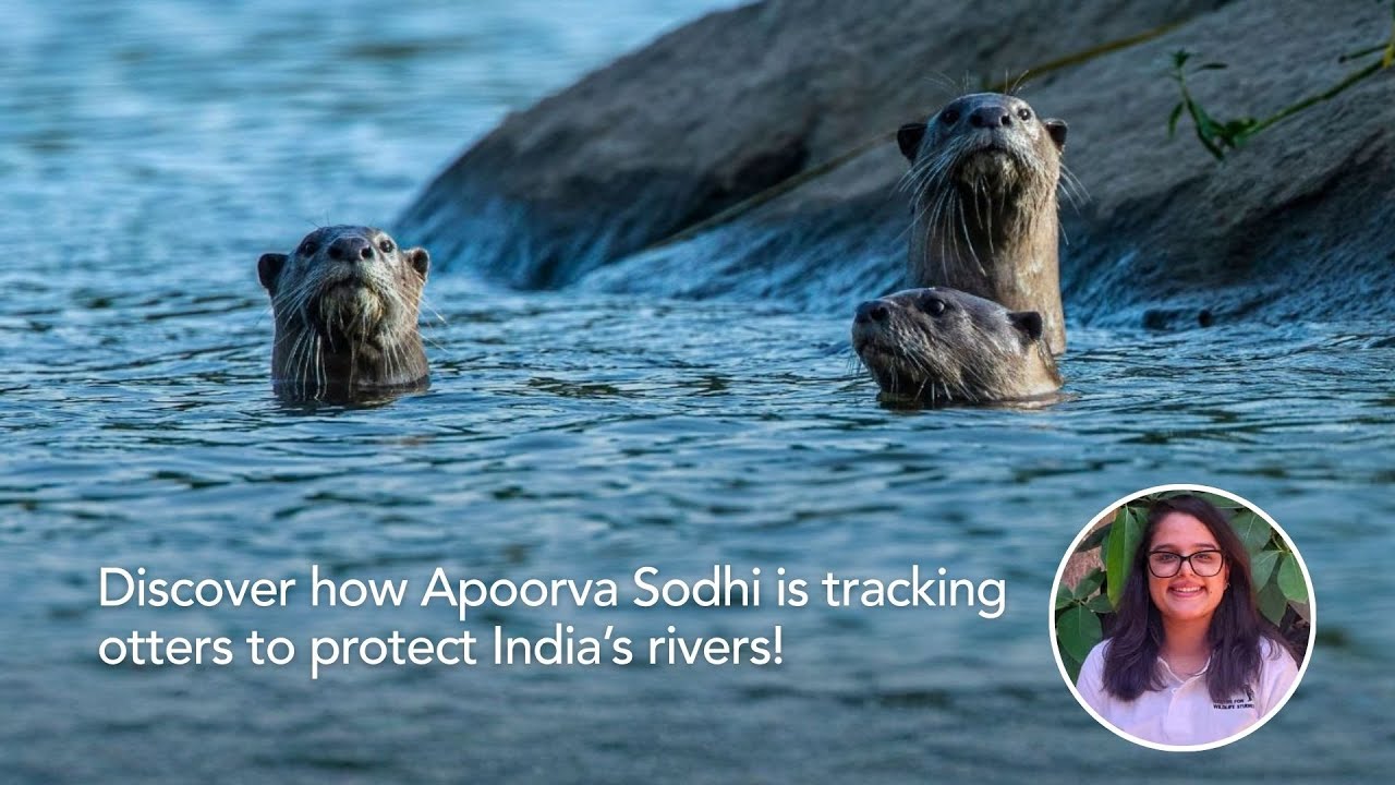 What Otters Reveal About India&rsquo;s Rivers