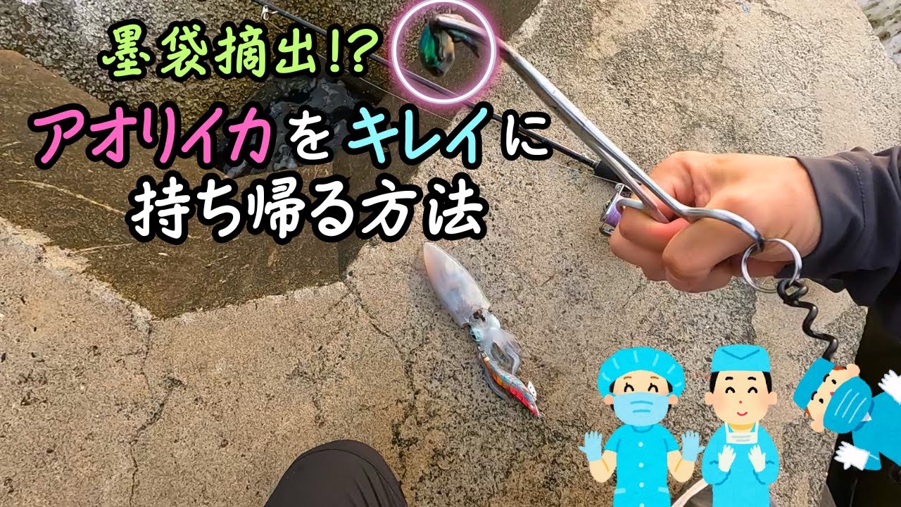 【エギング】釣ったアオリイカの持ち帰り方　墨袋摘出の実際