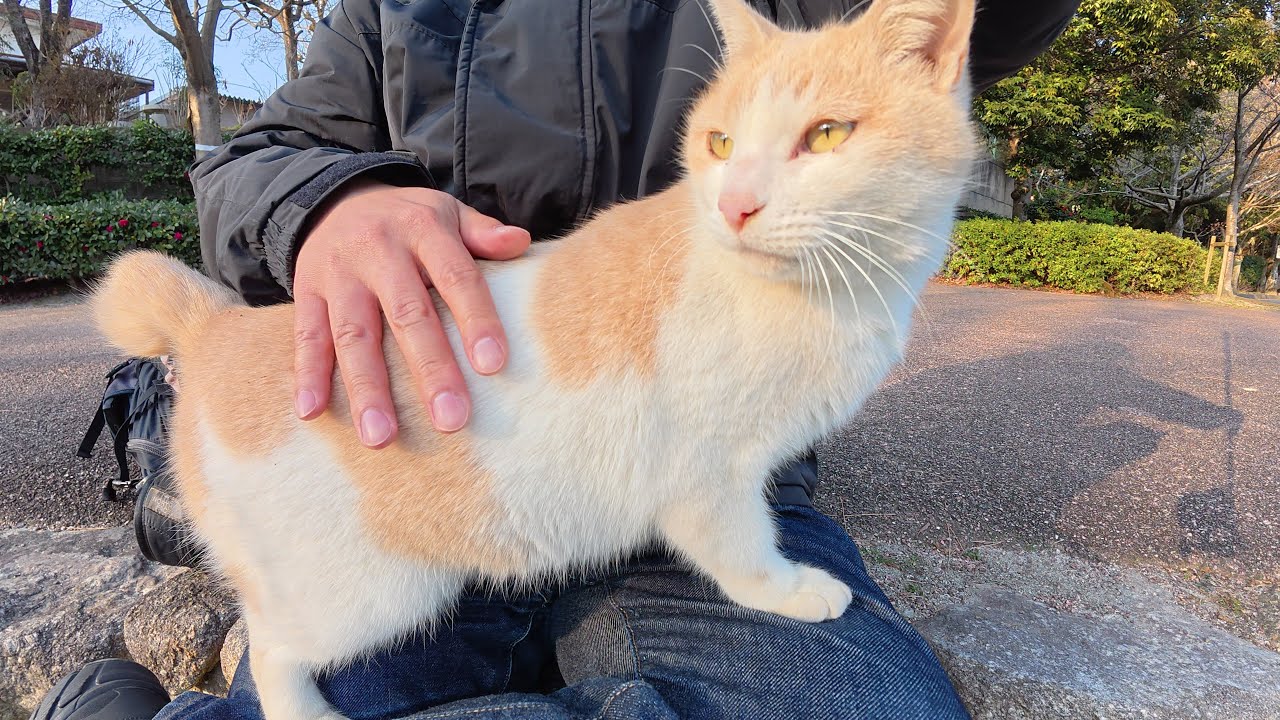 Я отправляю домой полосатого кота, который вторгся на территорию кота, любящего чай с молоком.