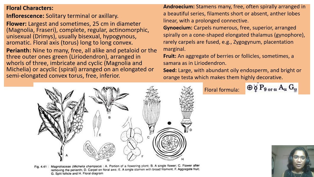 Magnoliaceae Family