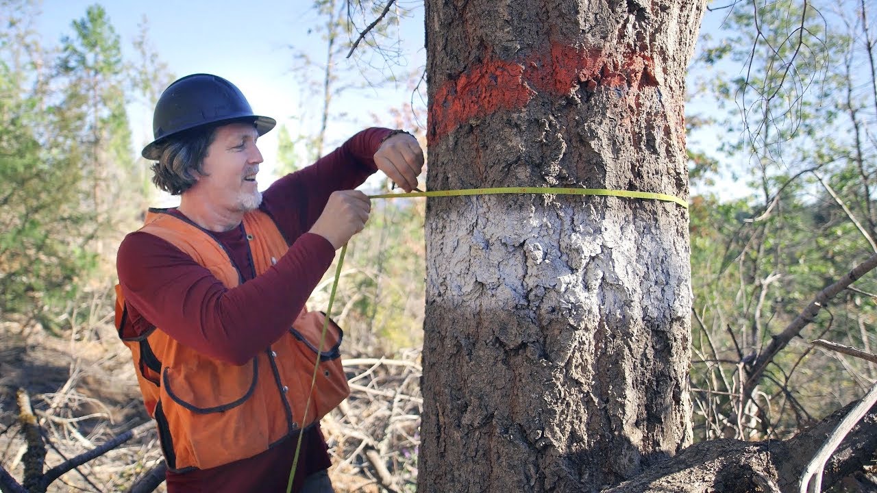 Forest Carbon Offset Verification - What to Expect During a Field Visit