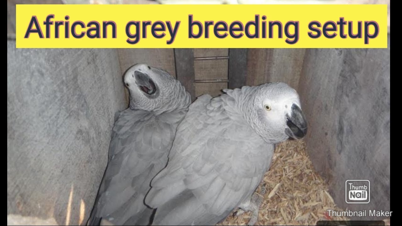 our African grey parrot breeding setup