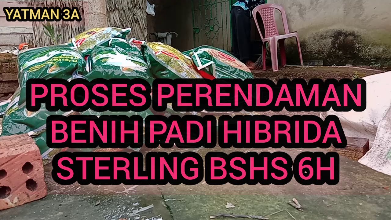 CARA PERENDAMAN BENIH PADI HIBRIDA AGAR TUMBUH DENGAN BAIK
