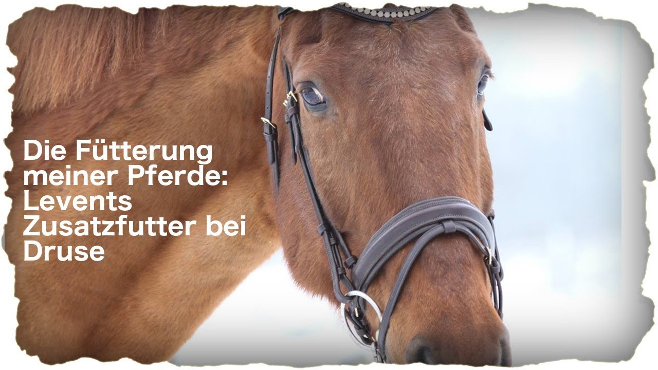 Die Fütterung meiner Pferde: Levents Zusatzfutter bei Druse