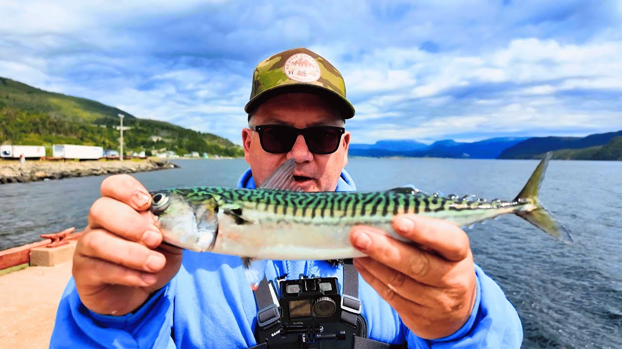Catch & Cook Atlantic Mackerel