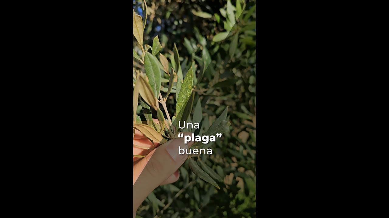 UNA PLAGA BUENA