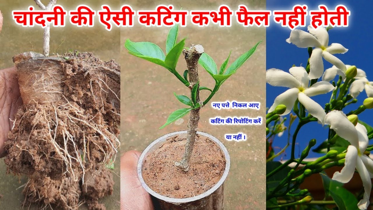चांदनी की कटिंग कैसे लगाये / कटिंग में नये पत्ते निकल आये रिपोटिग करें या नही / Home / Garden / Tips