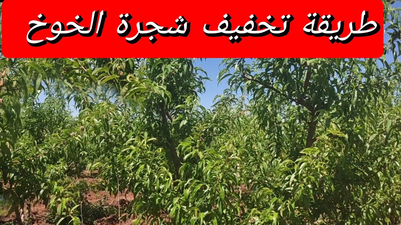 شرح مفصل حول طريقة تخفيف شجرة الخوخ لتحسين المنتوج