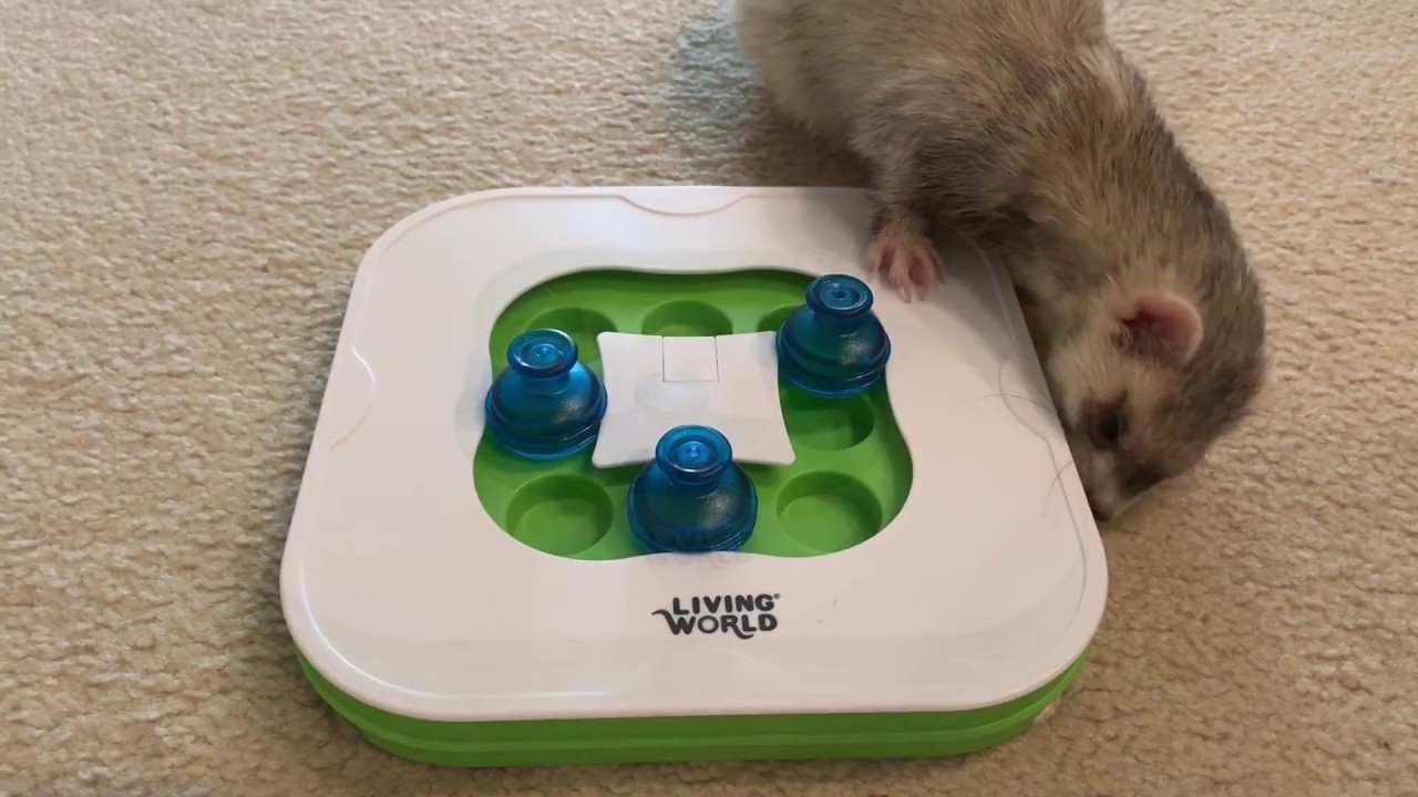 Mental enrichment for your ferret!