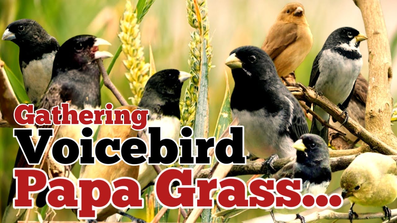 a collection of songs, the sound of the papa capim bird