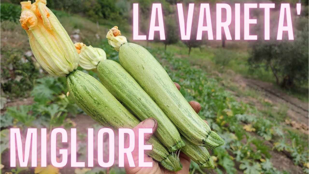 zucchina varietà ortano , la migliore