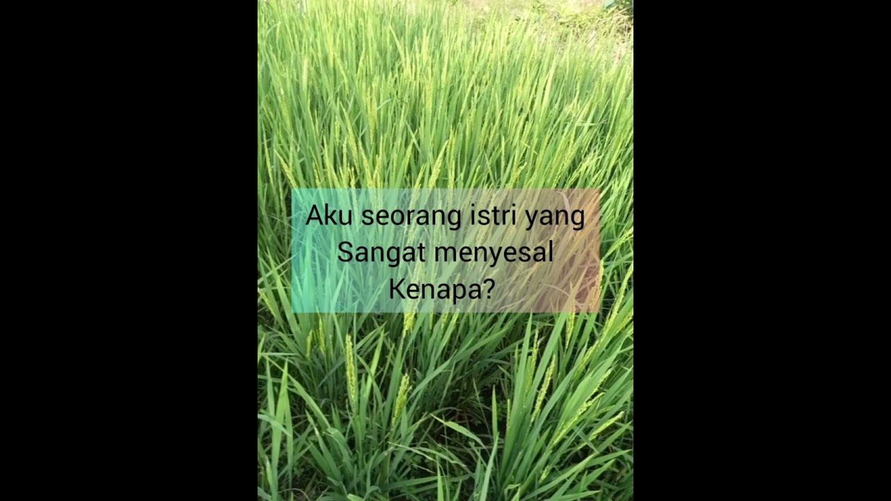 Aku seorang istri yang menyesal #ceritapendekrumahtangga
